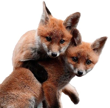 Hi! Wij zijn The Foxes